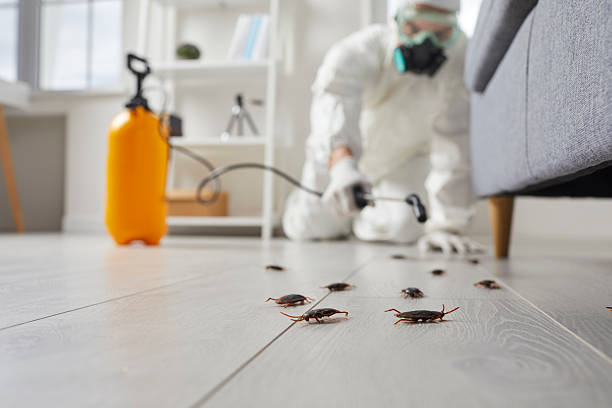 Affordable Termite Control solutions in Eclectic, AL
